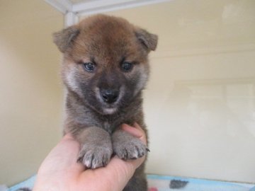 柴犬(標準サイズ)【岡山県・男の子・2020年11月13日・赤】の写真「両親犬共に賞歴有り！！ハンサムな男の子！」