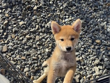 柴犬(標準サイズ)【岡山県・男の子・2021年8月6日・赤】の写真「明るい毛色の男の子」