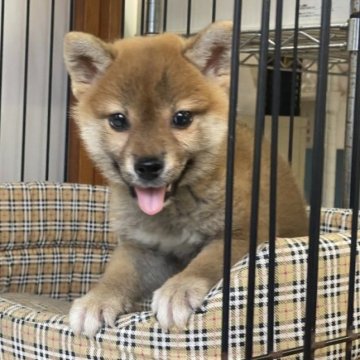 柴犬(標準サイズ)【岡山県・女の子・2023年7月1日・赤】の写真「大人しく優しい女の子です。」