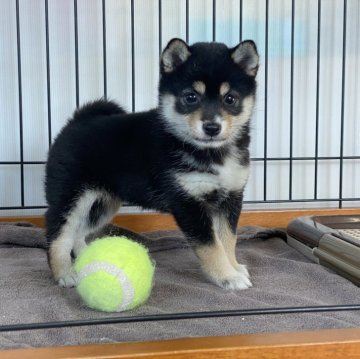 柴犬(豆柴)【岡山県・女の子・2023年11月2日・黒】の写真「配色綺麗な豆柴ちゃん」