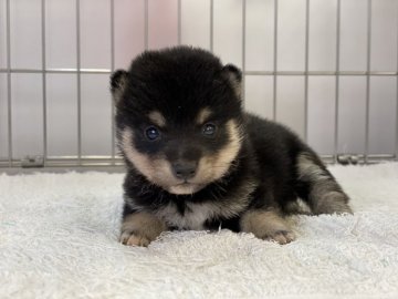 柴犬(標準サイズ)【岡山県・女の子・2021年6月14日・黒】の写真「両親ともに３代豆柴豆柴認定！配色綺麗な女の子です」