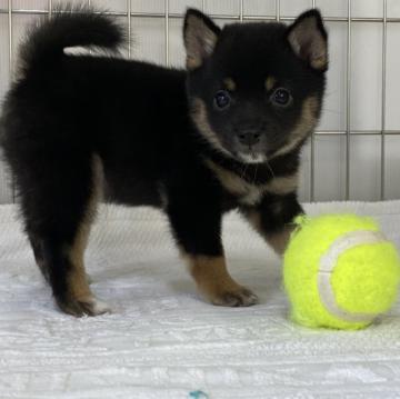 柴犬(豆柴)【岡山県・女の子・2022年7月1日・黒】の写真「丸顔で可愛い豆柴ちゃん」