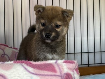 柴犬(標準サイズ)【岡山県・女の子・2021年11月11日・赤】の写真「小ぶりの女の子！」