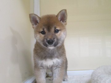 柴犬(標準サイズ)【岡山県・女の子・2021年1月5日・赤】の写真「可愛いお顔の女の子」