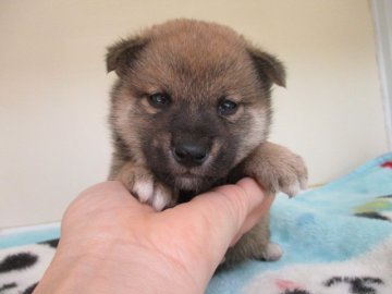 柴犬(標準サイズ)【岡山県・男の子・2020年3月22日・赤】の写真「優しいお顔の男の子」