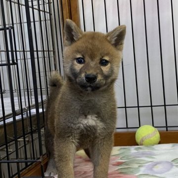 柴犬(標準サイズ)【岡山県・女の子・2023年9月28日・赤】の写真「愛嬌たっぷりの女の子！父犬賞歴有り」