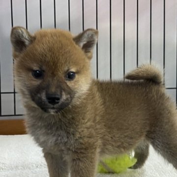 柴犬(標準サイズ)【岡山県・男の子・2022年12月16日・赤】の写真「ハンサムな男の子。両親賞歴有り！」