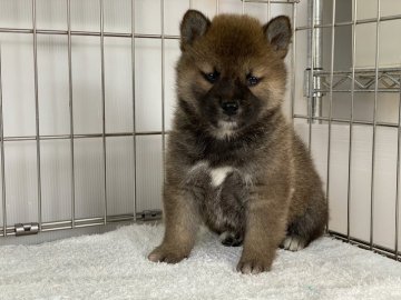 柴犬(標準サイズ)【岡山県・男の子・2021年12月24日・赤】の写真「キリッとしたお顔の男の子！」