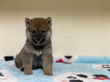 豆柴【岡山県・男の子・2020年11月8日・赤】の写真「コロコロして可愛い豆柴くんです」