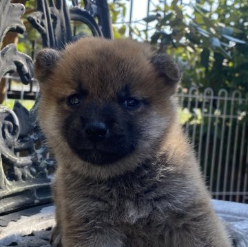 柴犬(標準サイズ)【岡山県・女の子・2023年6月23日・赤】の写真「丸顔の可愛い女の子！父犬賞歴有。」