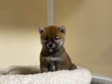 柴犬(標準サイズ)【岡山県・男の子・2021年1月19日・赤】の写真「足先白ソックスがチャームポイントです」