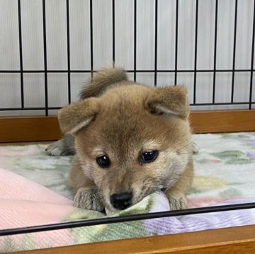 柴犬(標準サイズ)【岡山県・女の子・2023年12月12日・赤】の写真「コロコロに育った女の子！」