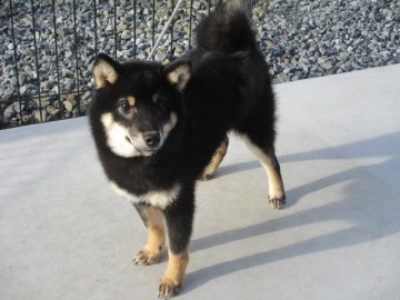 柴犬(標準サイズ)【岡山県・男の子・2020年7月6日・黒】の写真「優しいお顔の男の子」