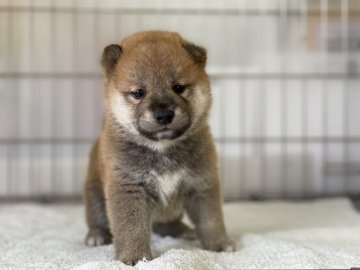 柴犬(標準サイズ)【岡山県・男の子・2021年5月17日・赤】の写真「丸顔でハンサムな男の子」