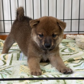 柴犬(標準サイズ)【岡山県・男の子・2024年8月18日・赤】の写真「愛嬌いっぱい！フレンドリーな男の子。父犬完成犬！」