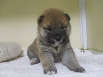 柴犬(標準サイズ)【岡山県・男の子・2021年4月28日・赤】の写真「きりっとしたお顔の男の子」