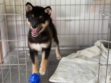 柴犬(豆柴)【岡山県・男の子・2021年3月13日・黒】の写真「綺麗な配色の豆柴くん」