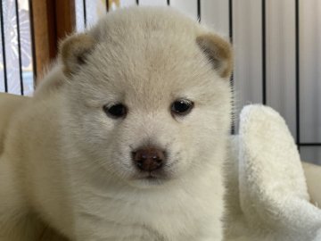 柴犬(豆柴)【岡山県・男の子・2021年10月27日・白】の写真「可愛い白豆柴くん！両親遺伝子検査クリア。」