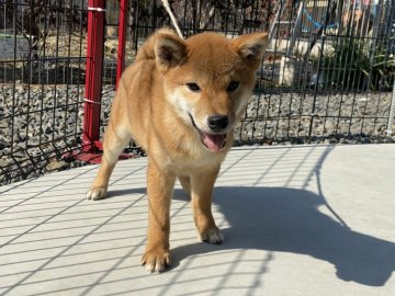 柴犬(標準サイズ)【岡山県・男の子・2021年10月6日・赤】の写真「綺麗な赤毛の男の子」