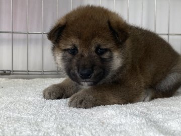 柴犬(標準サイズ)【岡山県・女の子・2022年2月16日・赤】の写真「可愛いおめめの女の子」