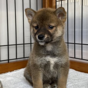 柴犬(標準サイズ)【岡山県・女の子・2023年1月11日・赤】の写真「小柄で可愛い女の子！父犬は完成犬！」