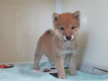 豆柴【岡山県・男の子・2020年4月29日・赤】の写真「綺麗な赤毛のハンサムくん！」