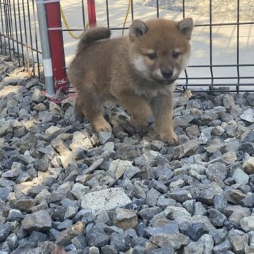 柴犬(標準サイズ)【岡山県・男の子・2023年2月22日・赤】の写真「優しいお顔の柴犬くん！両親犬賞歴あり。」