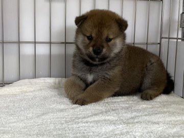 柴犬(標準サイズ)【岡山県・男の子・2022年1月25日・赤】の写真「キリッとしたお顔の男の子！」