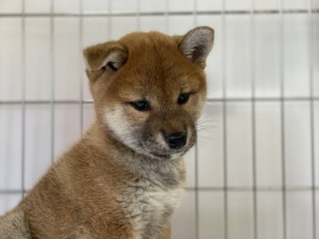 柴犬(標準サイズ)【岡山県・女の子・2021年4月17日・赤】の写真「可愛いお顔の女の子」