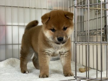 柴犬(標準サイズ)【岡山県・男の子・2021年12月14日・赤】の写真「きれいな赤毛のハンサム君！
母犬賞歴あり。」