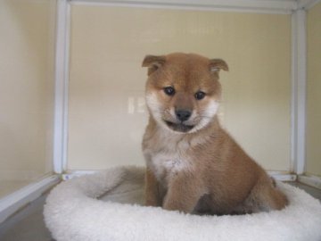 柴犬(標準サイズ)【岡山県・男の子・2021年3月13日・赤】の写真「綺麗な毛色の男の子です」