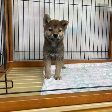 柴犬(標準サイズ)【岡山県・女の子・2023年9月28日・赤】の写真「愛嬌たっぷりの女の子！父犬賞歴有り」