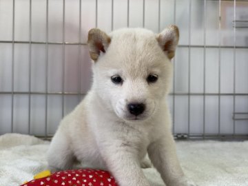 柴犬(標準サイズ)【岡山県・女の子・2021年7月8日・白】の写真「久しぶりに白柴ちゃん生まれました！可愛いですよ！」