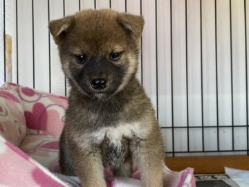 柴犬(標準サイズ)【岡山県・男の子・2021年11月11日・赤】の写真「たれ耳が可愛い男の子！」