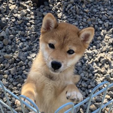 柴犬(豆柴)【岡山県・女の子・2022年10月30日・赤】の写真「丸顔で可愛い豆柴ちゃん」