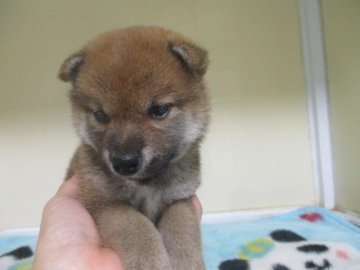 柴犬(標準サイズ)【岡山県・男の子・2020年6月1日・赤】の写真「綺麗な赤毛のハンサムくん！」