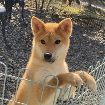 柴犬(標準サイズ)【岡山県・男の子・2022年12月17日・赤】の写真「キリッとしたお顔の男の子！」