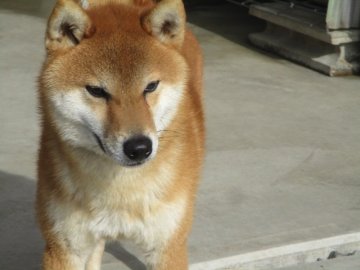 柴犬(標準サイズ)【岡山県・男の子・2019年7月19日・赤】の写真「綺麗な赤毛のハンサム君」