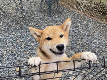 柴犬(標準サイズ)【岡山県・男の子・2021年11月11日・赤】の写真「フレンドリーな男の子！」