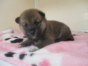 柴犬(標準サイズ)【岡山県・女の子・2020年4月24日・赤】の写真「足先の白毛がチャームポイント」