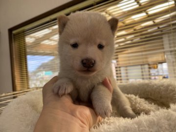 豆柴【岡山県・男の子・2019年11月19日・白】の写真「白豆柴の男の子です！」