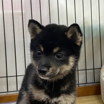 柴犬(豆柴)【岡山県・女の子・2023年6月17日・黒】の写真「丸顔でコロコロ、可愛い豆柴ちゃん」