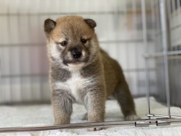 柴犬(標準サイズ)【岡山県・男の子・2021年5月17日・赤】の写真「コロコロした男の子」