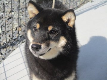 柴犬(標準サイズ)【岡山県・男の子・2020年7月6日・黒】の写真「愛嬌たっぷり！人懐っこい男の子です」