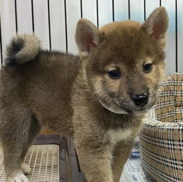 柴犬(標準サイズ)【岡山県・男の子・2023年7月22日・赤】の写真「優しい性格の男の子です。」