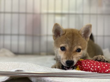 柴犬(標準サイズ)【岡山県・女の子・2021年6月29日・赤】の写真「人懐っこい女の子！両親遺伝子検査クリア。」