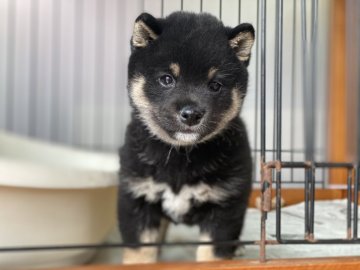 柴犬(豆柴)【岡山県・男の子・2021年3月31日・黒】の写真「コロコロした黒豆柴くん」