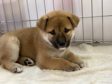 柴犬(標準サイズ)【岡山県・男の子・2021年7月15日・赤】の写真「すくすく育った男の子！」