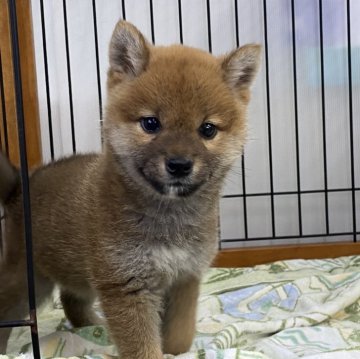 柴犬(標準サイズ)【岡山県・女の子・2023年12月21日・赤】の写真「お目々パッチリ！フレンドリーな女の子。」