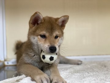 柴犬(標準サイズ)【岡山県・男の子・2020年11月8日・赤】の写真「キリッとしたお顔の男の子」